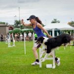 seniorhunden
