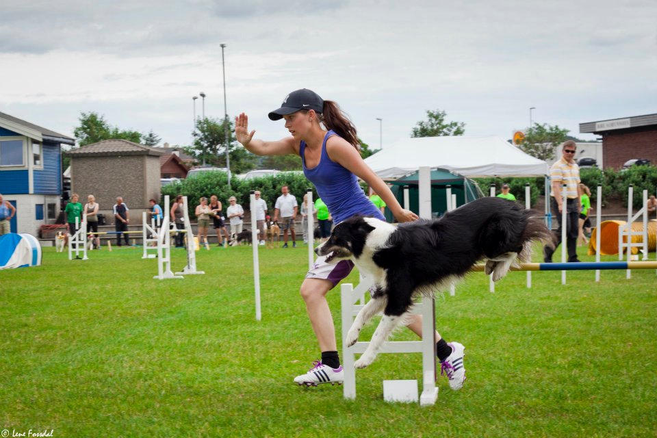 seniorhunden