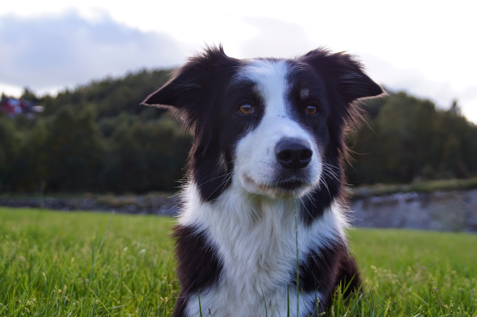 bella