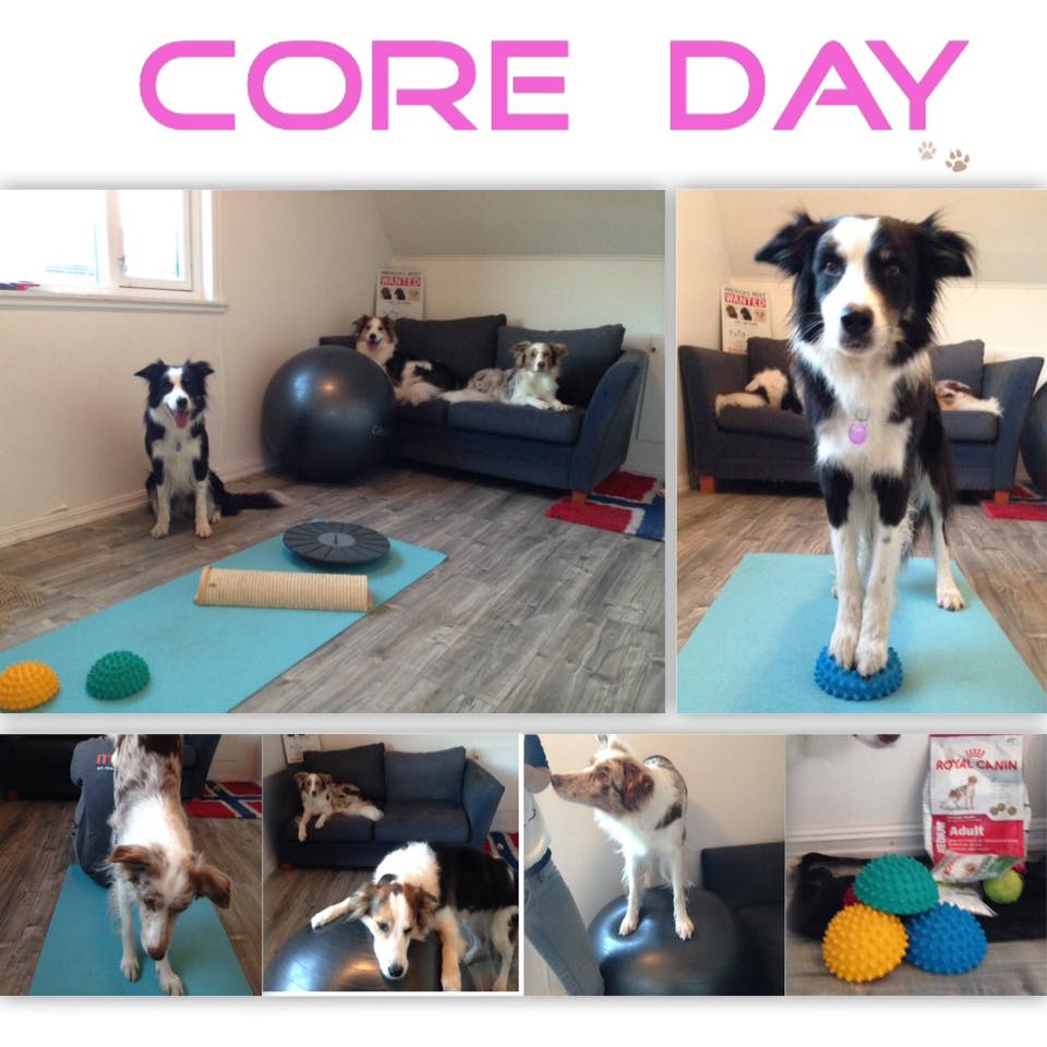 seniorhunden coreday