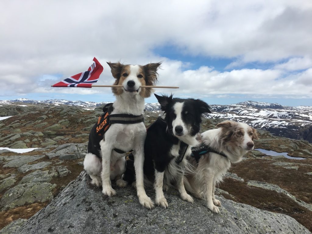 vallresknuten