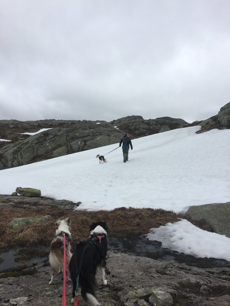 vallresknuten