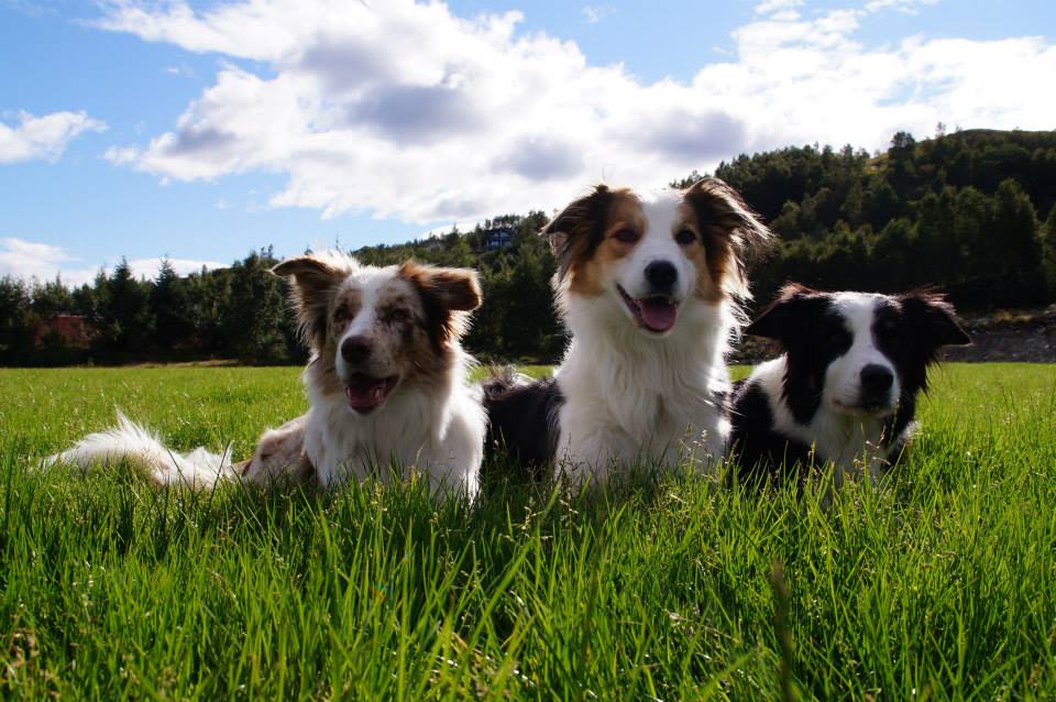 Dogphotography