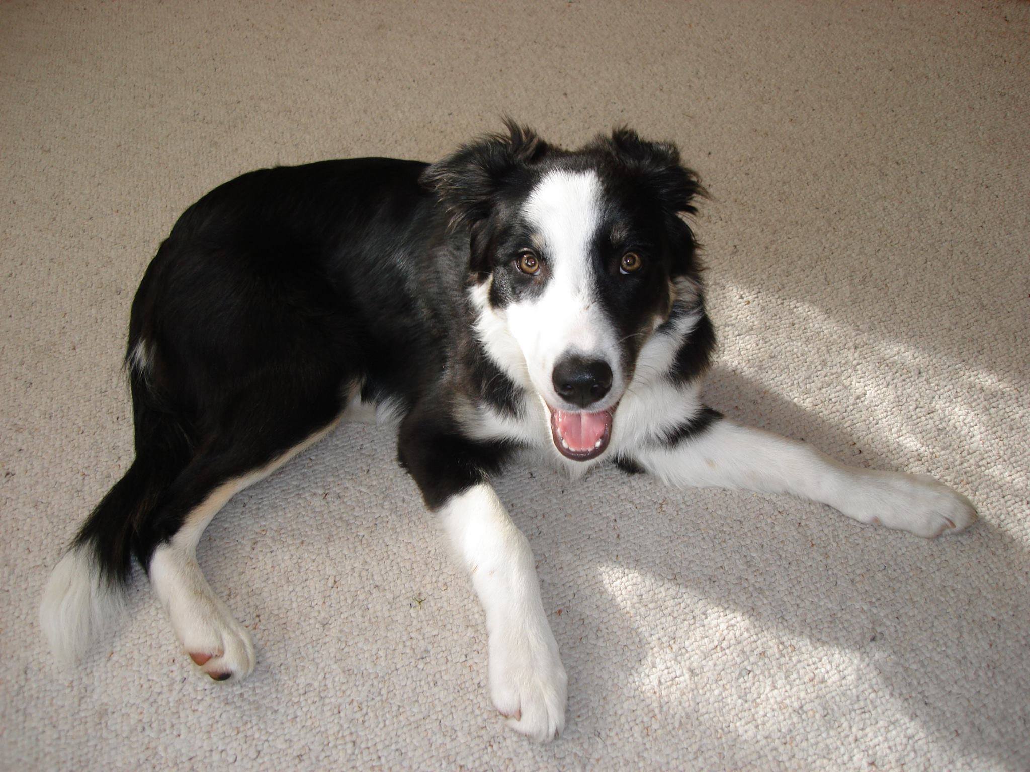 bella