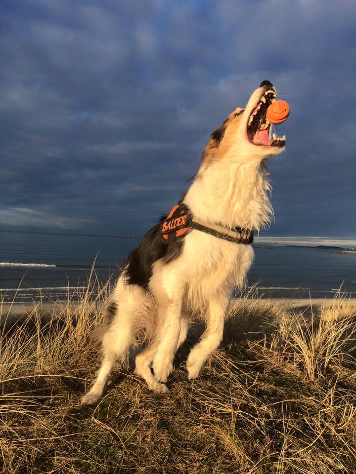belønning hund