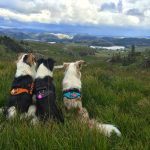 hundefoto