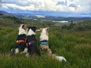 hundefoto