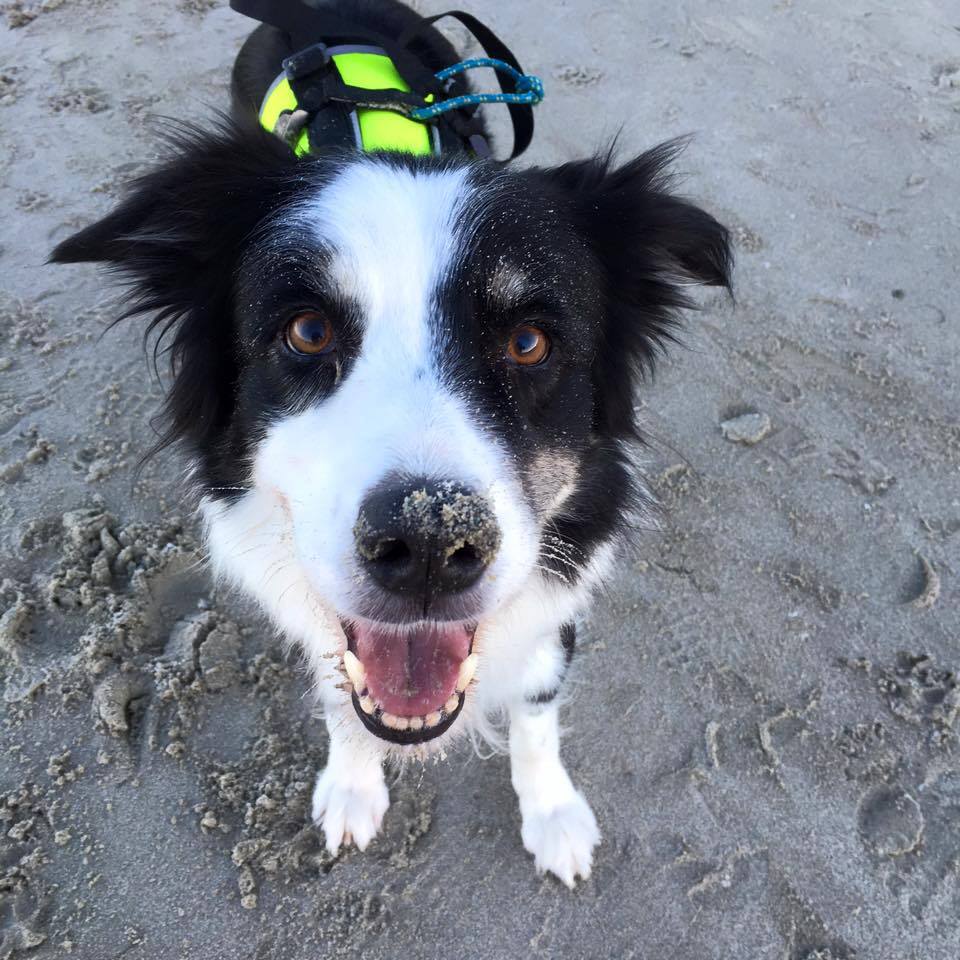 Dogphotography