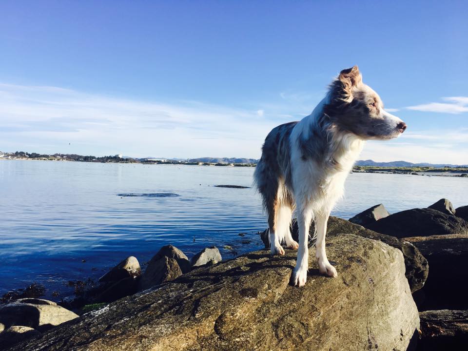 Dogphotography