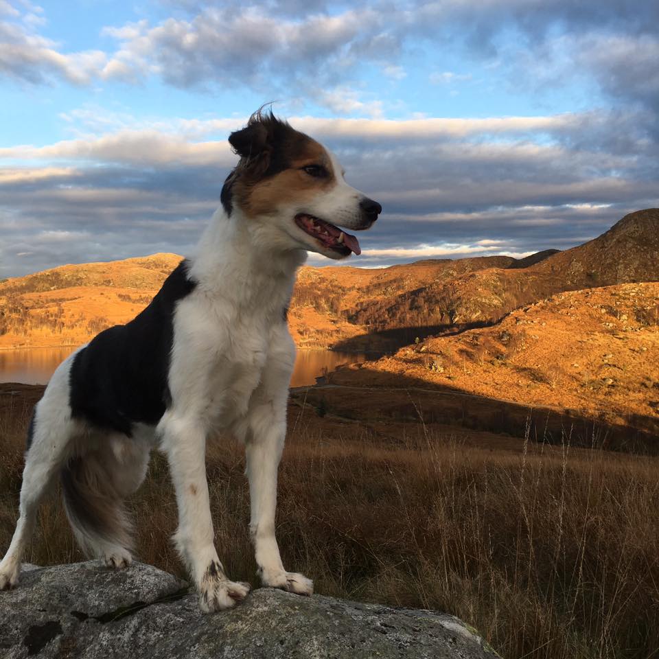 Dogphotography