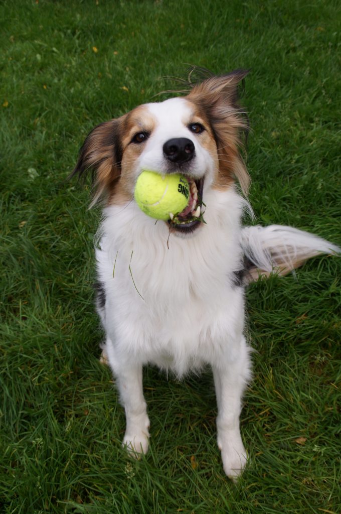 Dogphotography