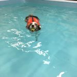 hundesvømming