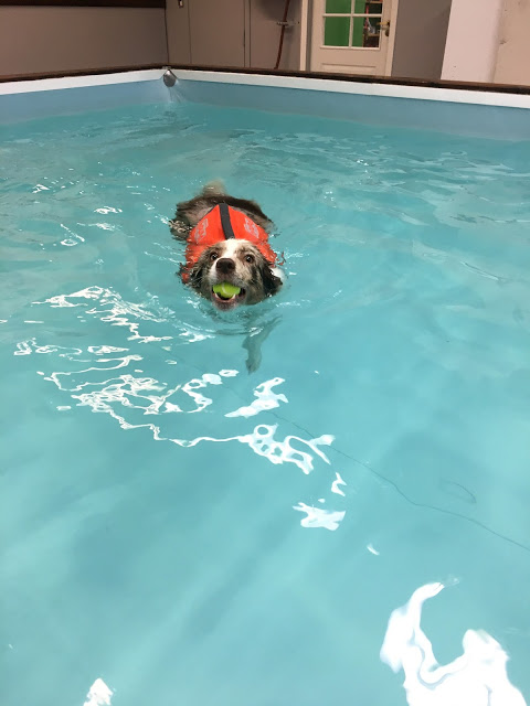 hundesvømming