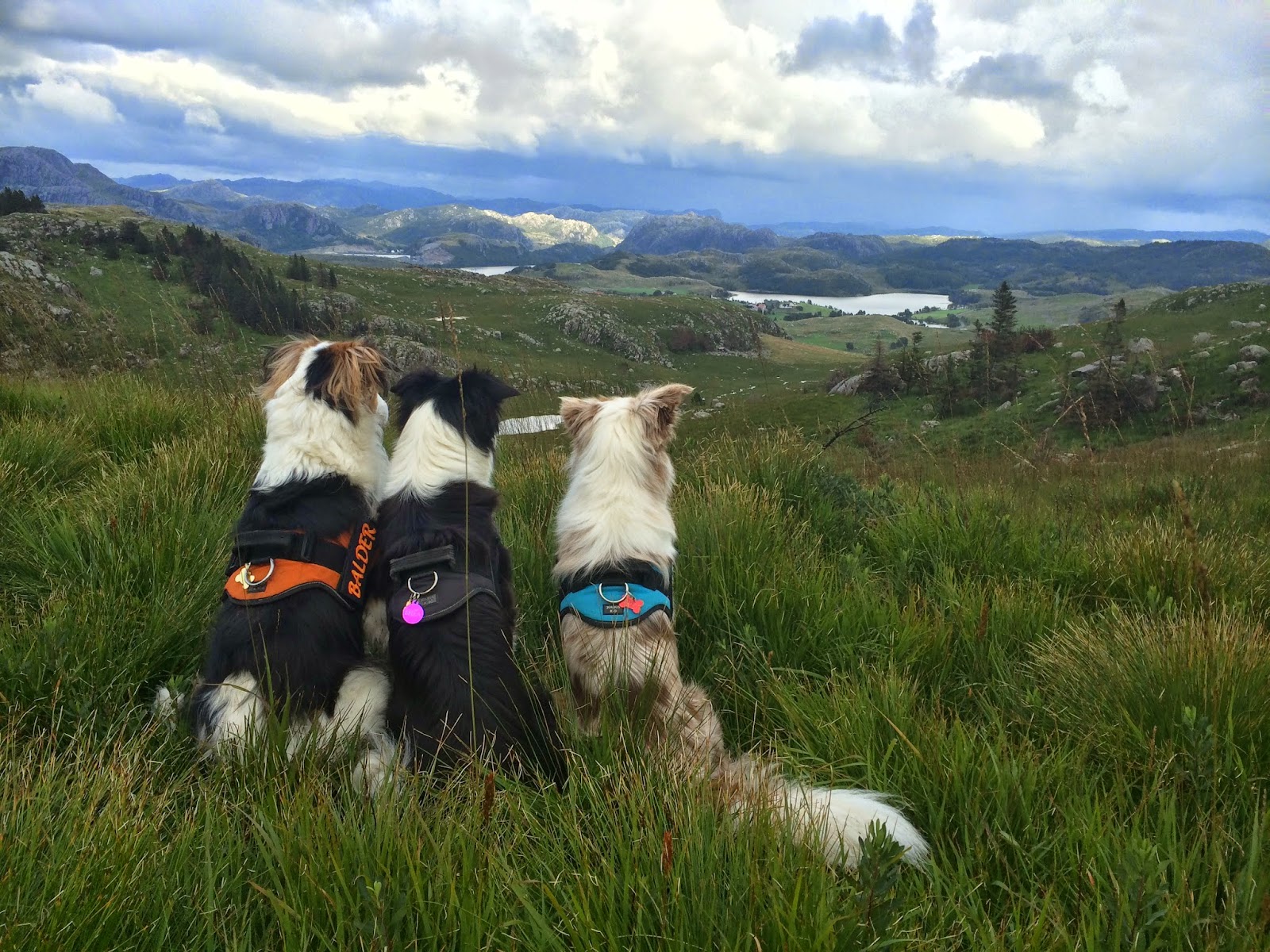 Dogphotography