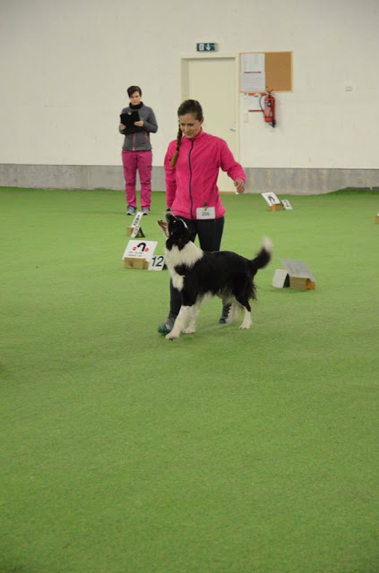seniorhunden rallylydighet