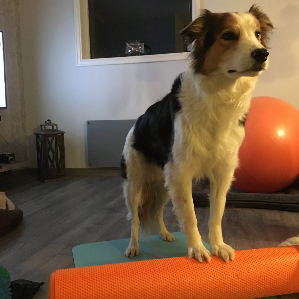 styrketrening hund