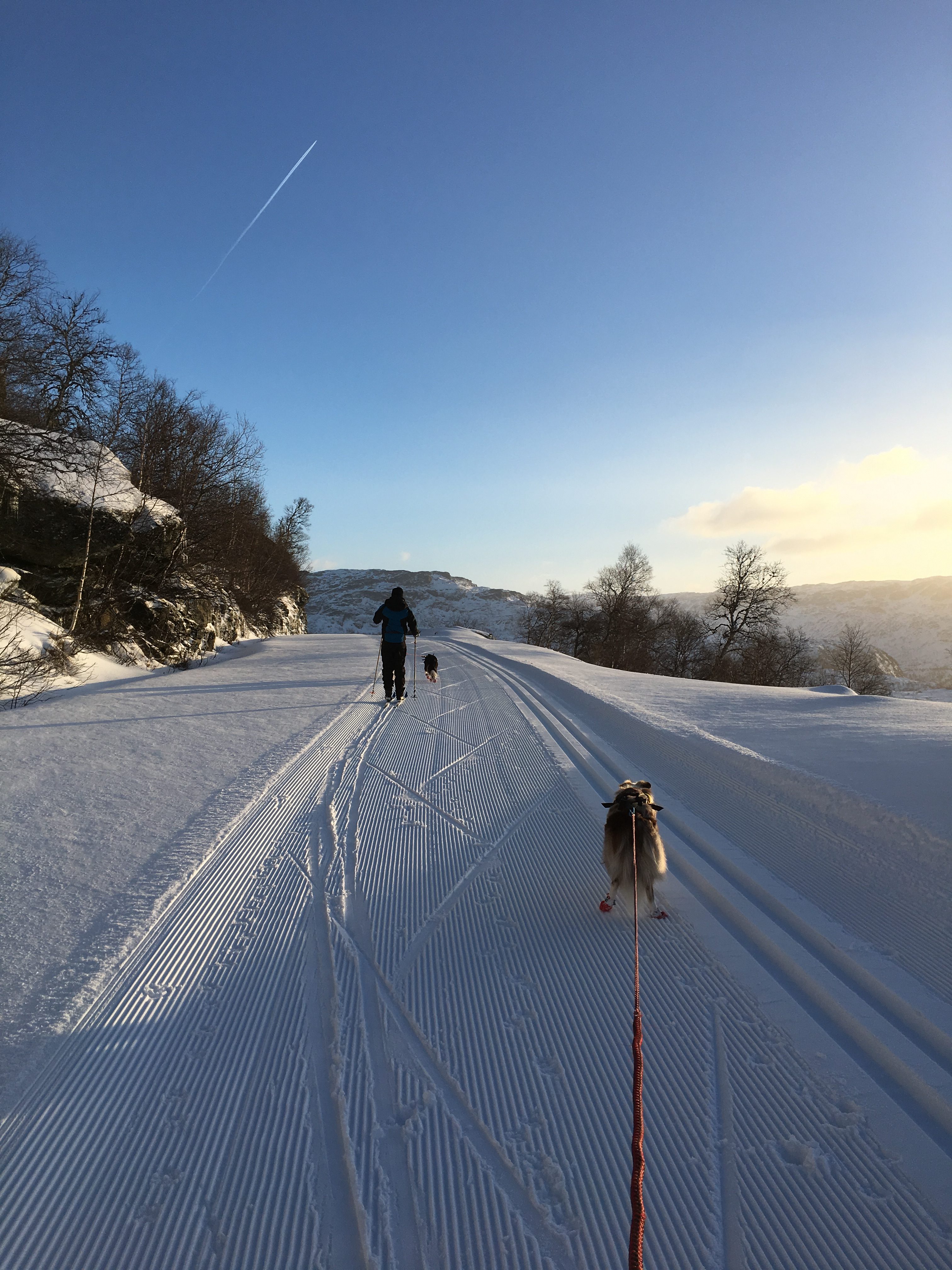 skitur med hund