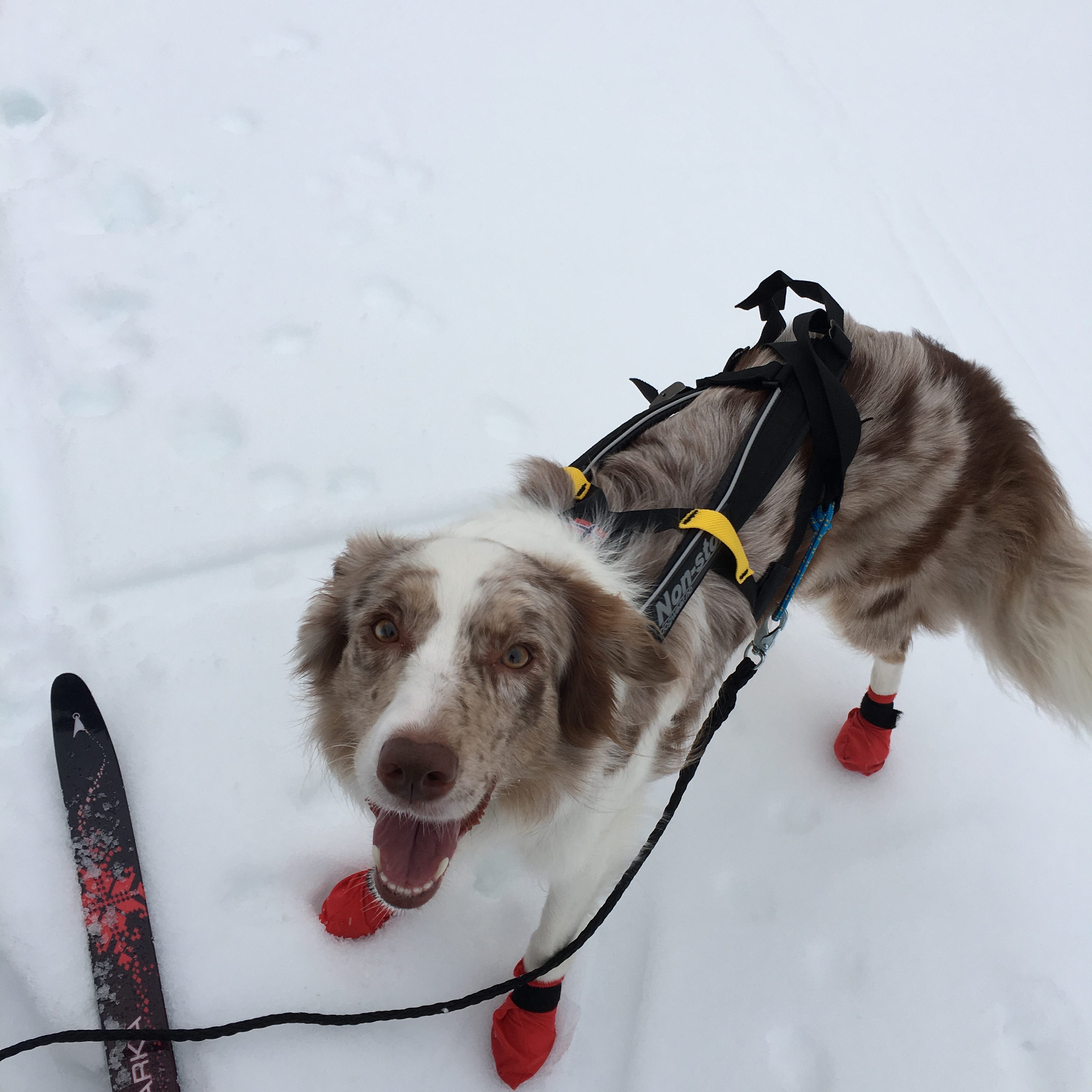 skiing with your dog