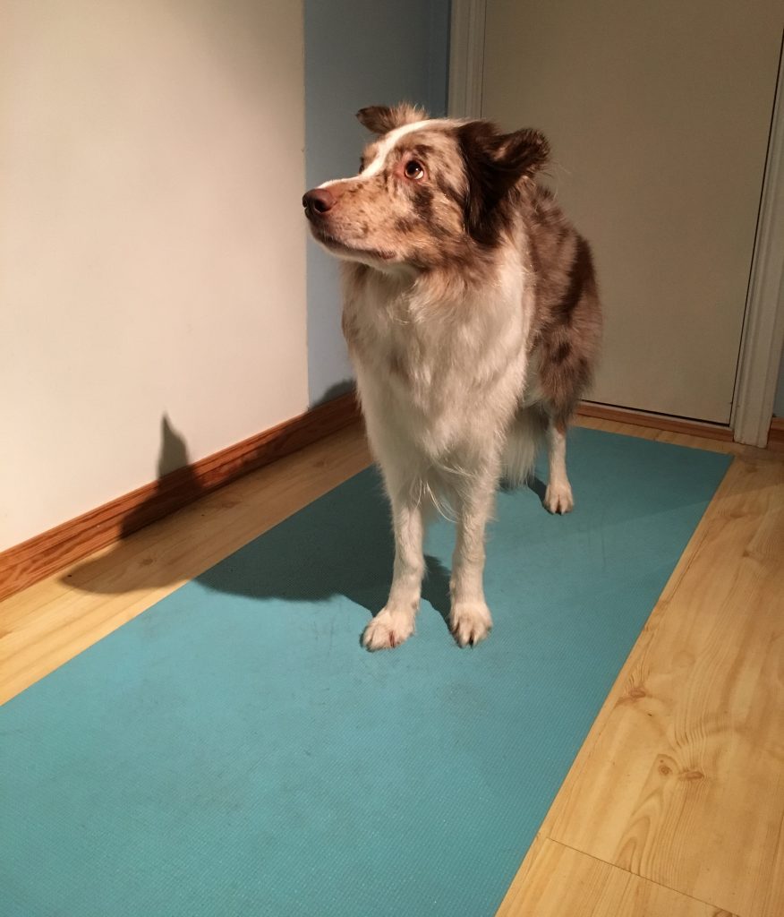 styrketrening hunder