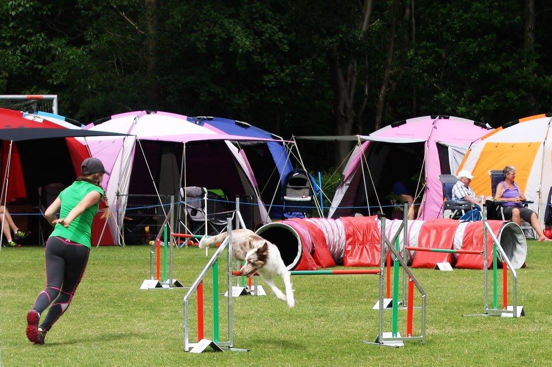 dania cup