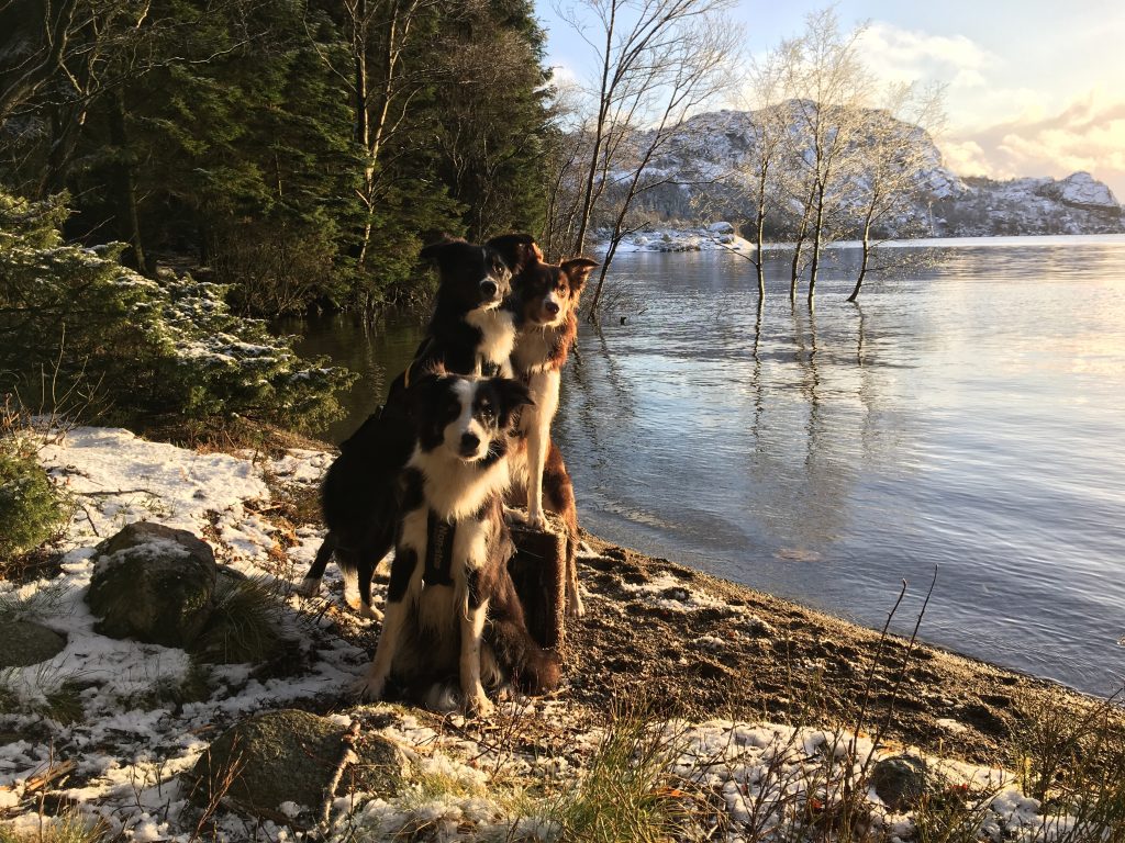 Hundene ved vannet