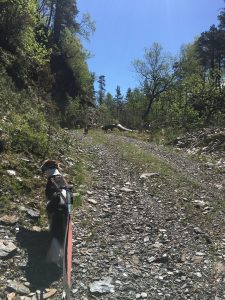 øyane