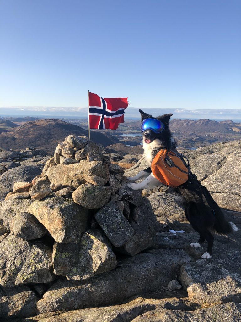 kjøllesnuten