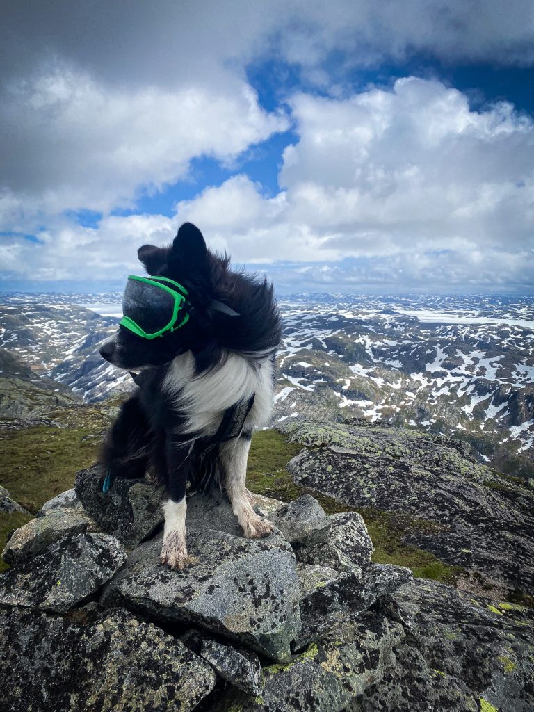 Hunden Zen på toppen av Napen 1350 meter over havet