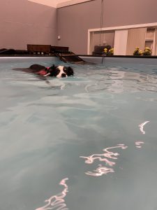 Bella senior dog swimming indoor pool