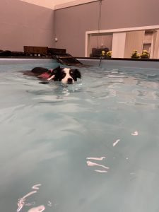Bella senior dog swimming indoor pool
