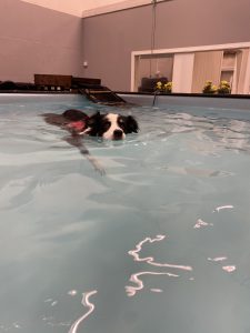 Bella senior dog swimming indoor pool