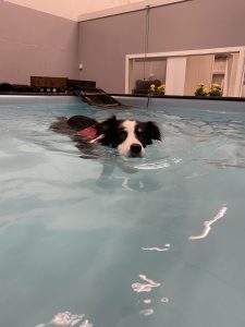 Bella senior dog swimming indoor pool