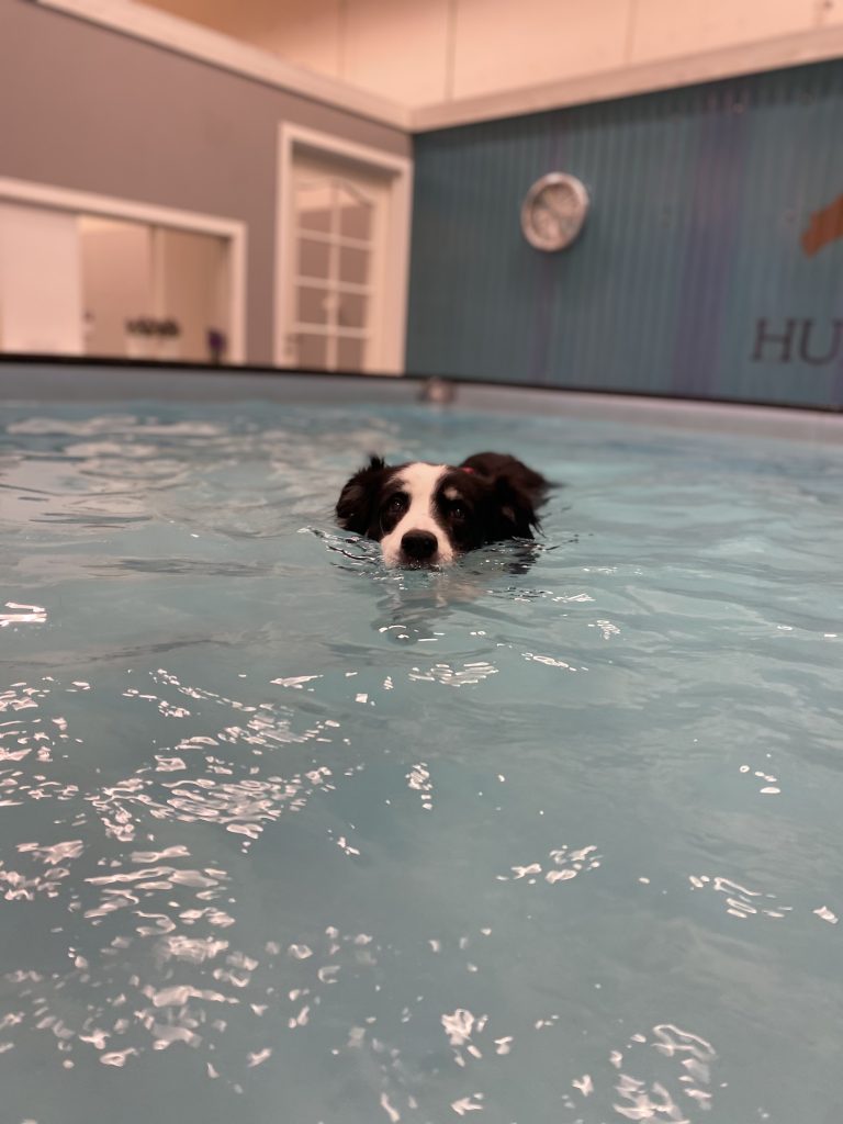 bella senior dog swimming indoor dog pool