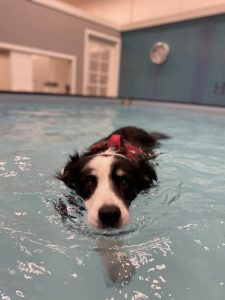 Bella senior dog swimming indoor pool