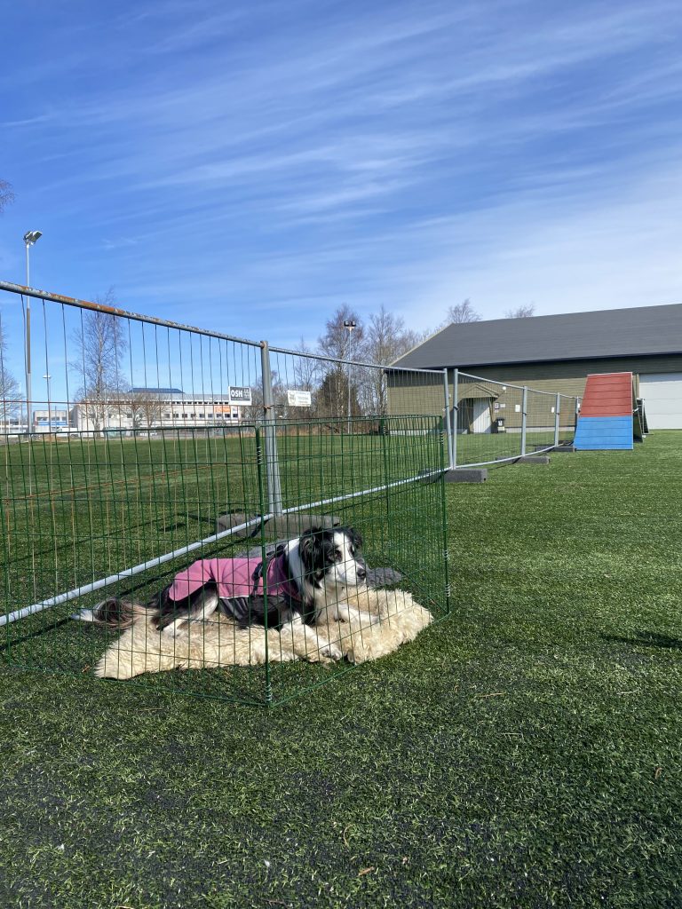 bella watching agility