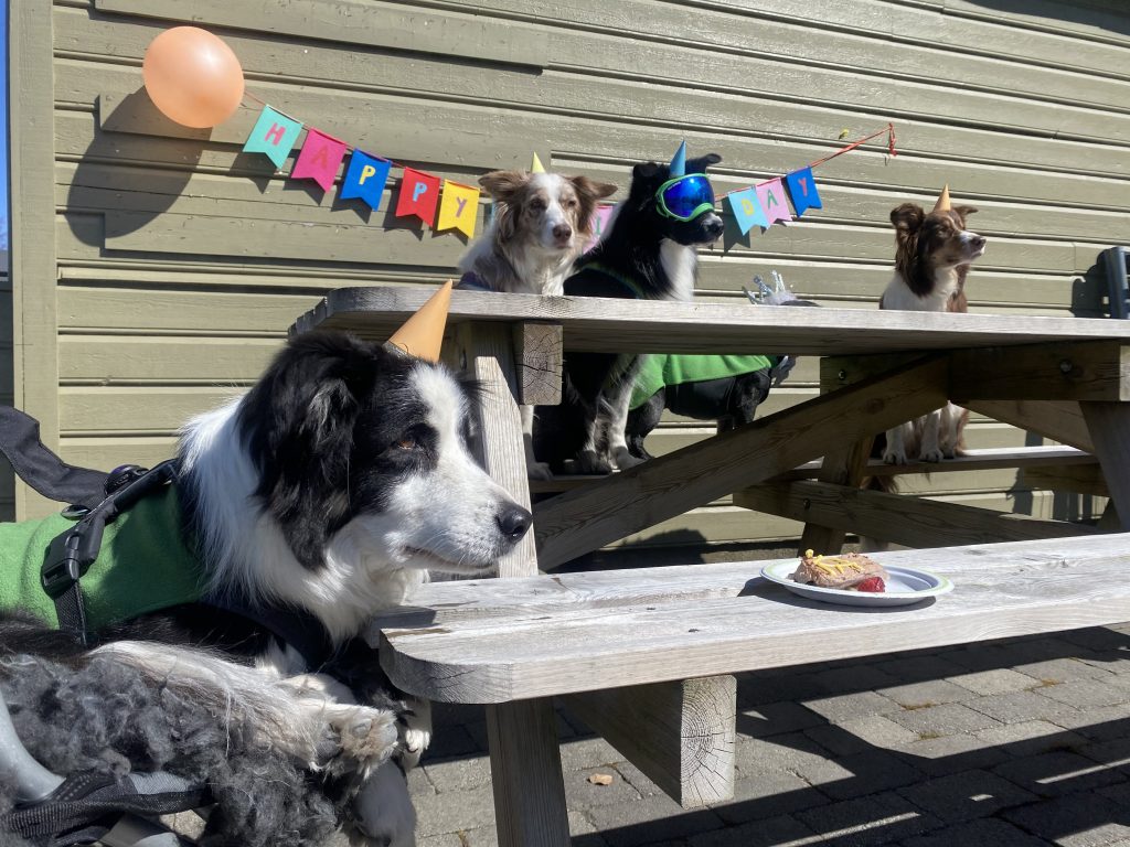 bella senior dog birthday party
