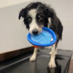 Bella senior dog holding frisbee