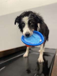Bella senior dog holding frisbee