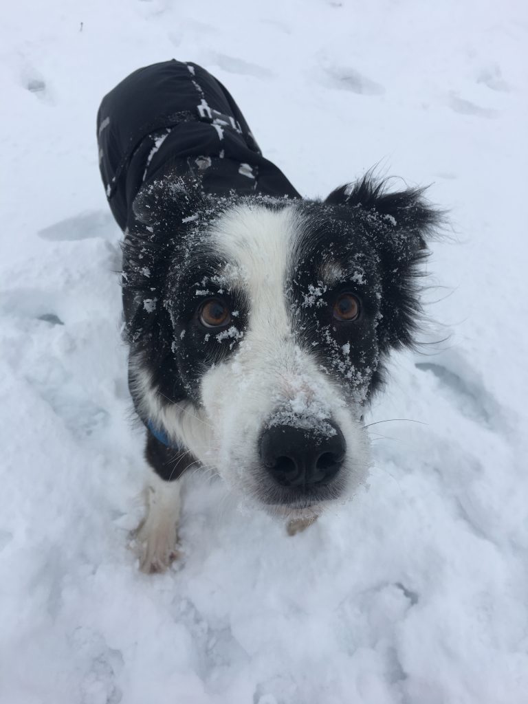 bella snow face seniorhund