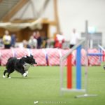 Nordisk Agility Mesterskap Isabelle og Zen