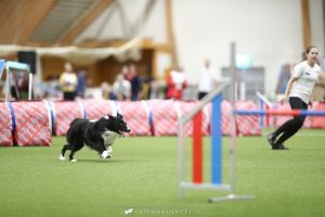 Nordisk Agility Mesterskap Isabelle og Zen