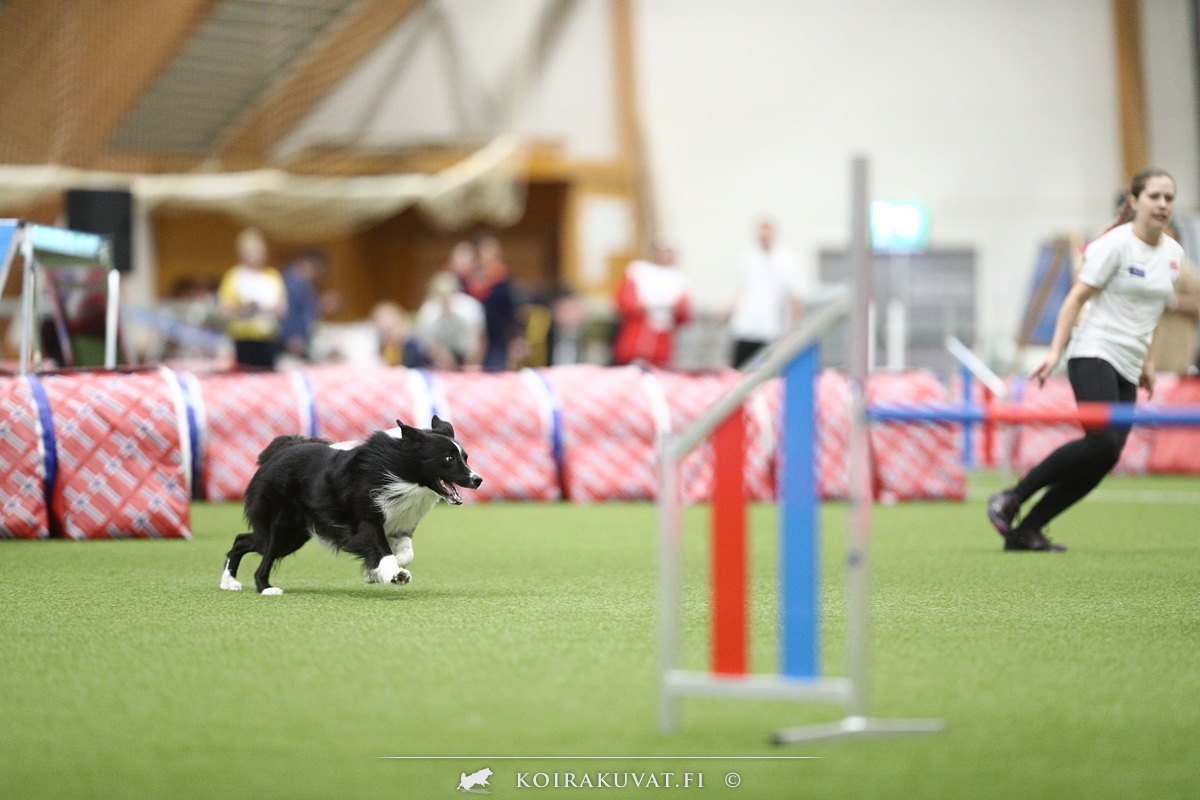 Nordisk Agility Mesterskap Isabelle og Zen