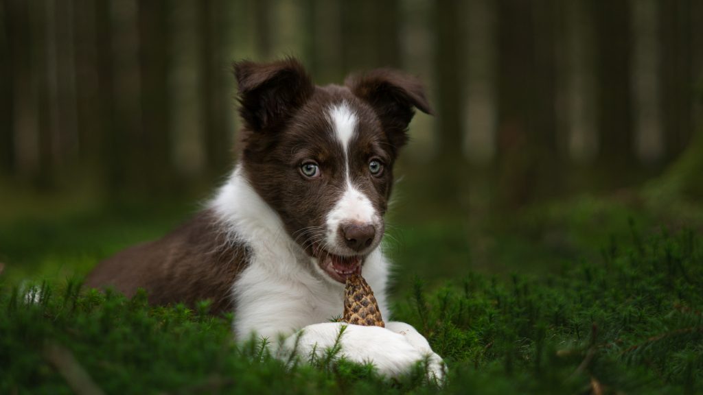 In the forrest with a pine cone