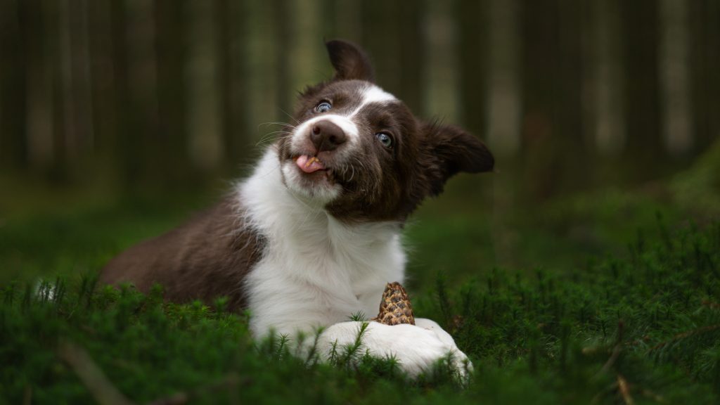 Neo in the forrest with a pine cone and tongue out