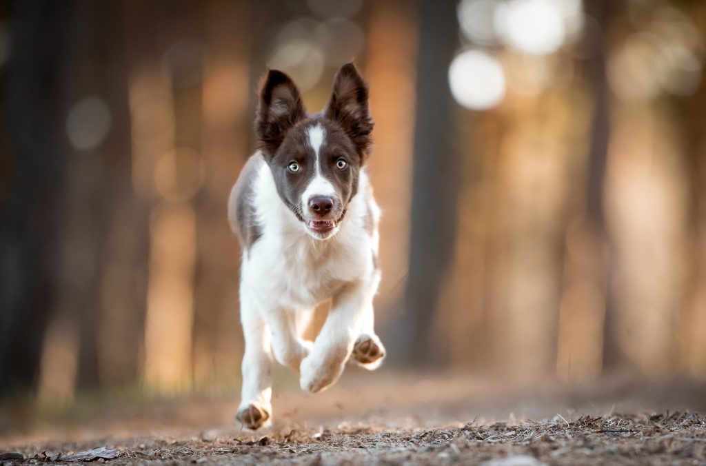 Running in the forrest