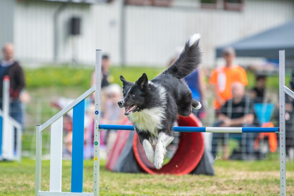 Norgesmester 2022 Zen hopper hinder