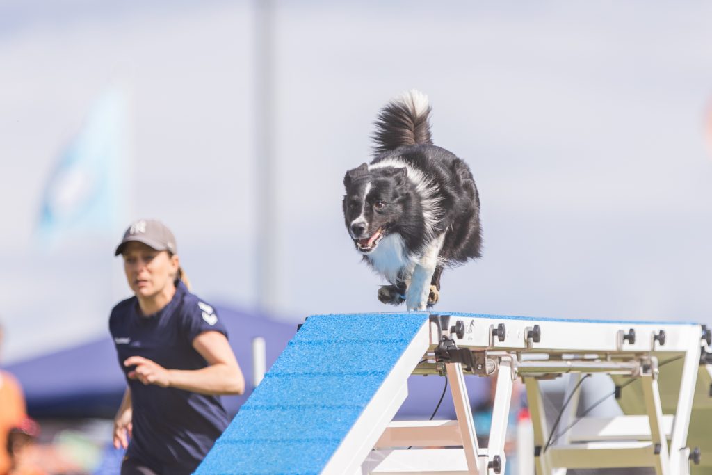 Norgesmester 2022 Zen og Isabelle løper agility