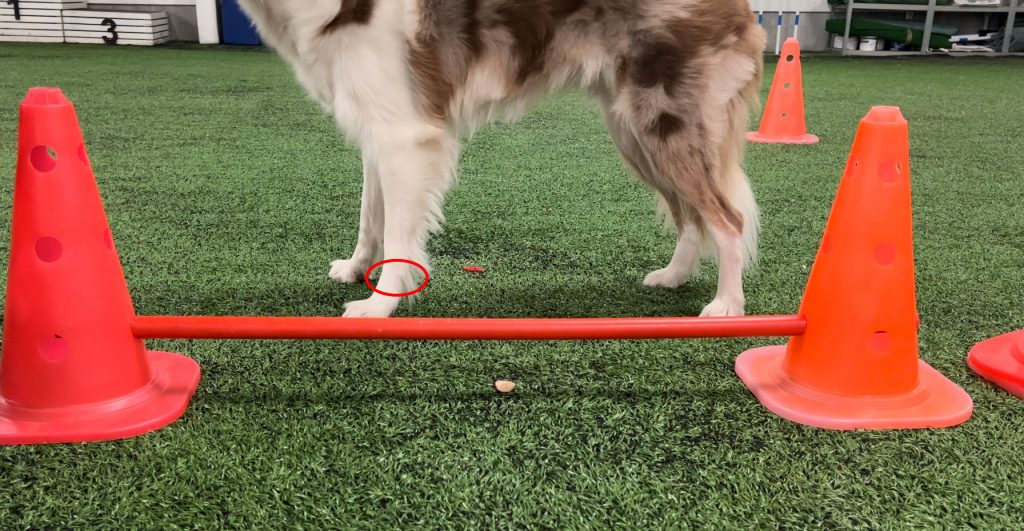 dog wrist cavaletti height