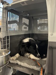 Zen in his crate getting ready to travel by plane